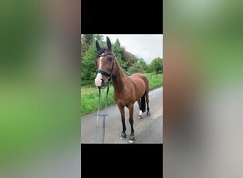 Vollblutaraber, Stute, 15 Jahre, 153 cm, Brauner