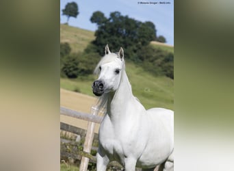 Vollblutaraber, Stute, 15 Jahre, 154 cm, Fliegenschimmel