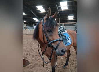Vollblutaraber, Stute, 15 Jahre, 155 cm, Brauner