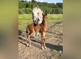 Vollblutaraber, Stute, 15 Jahre, Fliegenschimmel