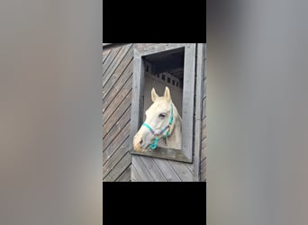 Vollblutaraber Mix, Stute, 16 Jahre, 148 cm, Schimmel