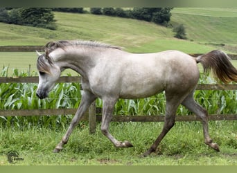 Vollblutaraber, Stute, 16 Jahre, 154 cm, Schimmel