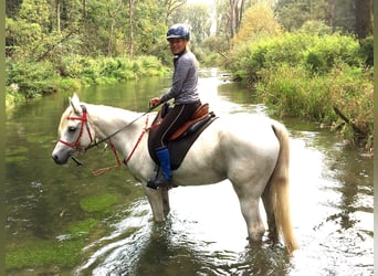 Vollblutaraber, Stute, 16 Jahre, 158 cm, Schimmel