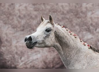 Vollblutaraber, Stute, 16 Jahre, Schimmel