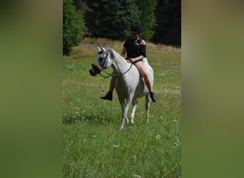 Vollblutaraber, Stute, 16 Jahre, Schimmel