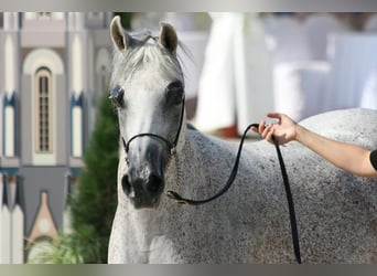 Vollblutaraber, Stute, 16 Jahre, Schimmel