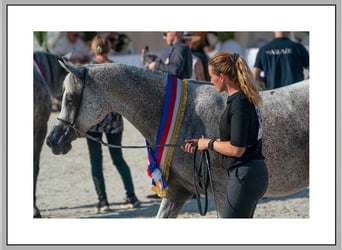 Vollblutaraber, Stute, 16 Jahre, Schimmel