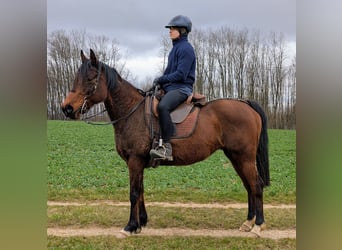 Vollblutaraber Mix, Stute, 17 Jahre, 150 cm, Brauner