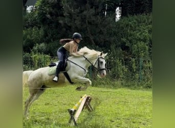 Vollblutaraber Mix, Stute, 17 Jahre, 150 cm, White
