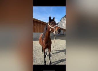 Vollblutaraber, Stute, 17 Jahre, 151 cm, Dunkelbrauner