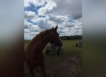 Vollblutaraber, Stute, 17 Jahre, 154 cm, Fuchs
