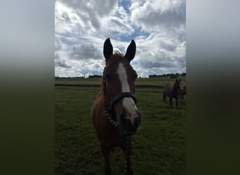 Vollblutaraber, Stute, 17 Jahre, 154 cm, Fuchs