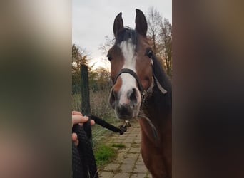 Vollblutaraber, Stute, 17 Jahre, 155 cm, Brauner