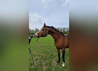 Vollblutaraber, Stute, 17 Jahre, 155 cm, Brauner