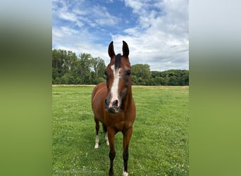 Vollblutaraber, Stute, 17 Jahre, 155 cm, Brauner