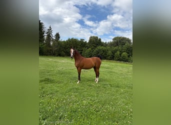 Vollblutaraber, Stute, 17 Jahre, 155 cm, Brauner