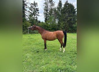 Vollblutaraber, Stute, 17 Jahre, 155 cm, Brauner