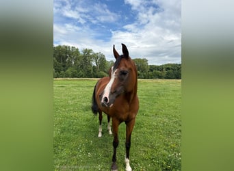 Vollblutaraber, Stute, 17 Jahre, 155 cm, Brauner