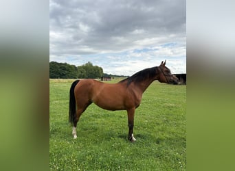 Vollblutaraber, Stute, 17 Jahre, 155 cm, Brauner