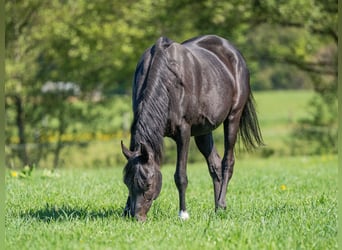 Vollblutaraber, Stute, 17 Jahre, 155 cm, Rappe