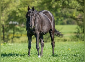 Vollblutaraber, Stute, 17 Jahre, 155 cm, Rappe