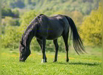 Vollblutaraber, Stute, 17 Jahre, 155 cm, Rappe