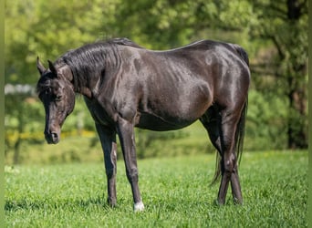 Vollblutaraber, Stute, 17 Jahre, 155 cm, Rappe