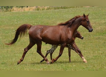 Vollblutaraber, Stute, 17 Jahre, 156 cm, Dunkelfuchs