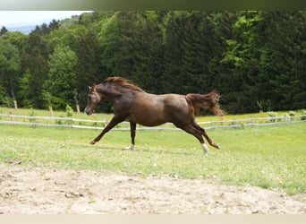 Vollblutaraber, Stute, 17 Jahre, 156 cm, Fuchs