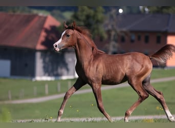 Vollblutaraber, Stute, 17 Jahre, 156 cm, Fuchs