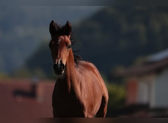 Vollblutaraber, Stute, 17 Jahre, 156 cm, Fuchs