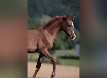 Vollblutaraber, Stute, 17 Jahre, 156 cm, Fuchs