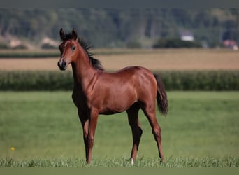 Vollblutaraber, Stute, 17 Jahre, 156 cm, Fuchs