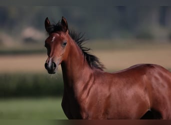 Vollblutaraber, Stute, 17 Jahre, 156 cm, Fuchs