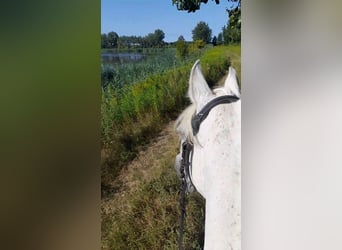 Vollblutaraber, Stute, 17 Jahre, 162 cm, Schimmel