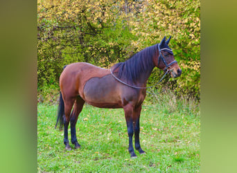 Vollblutaraber, Stute, 18 Jahre, 151 cm, Dunkelbrauner