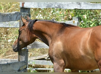 Vollblutaraber, Stute, 1 Jahr, 150 cm, Brauner