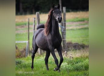 Vollblutaraber, Stute, 1 Jahr, 152 cm