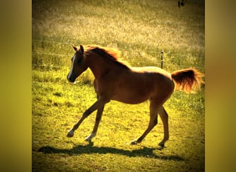 Vollblutaraber, Stute, 1 Jahr, 152 cm, Fuchs