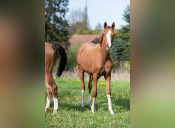 Vollblutaraber, Stute, 1 Jahr, 153 cm, Fuchs