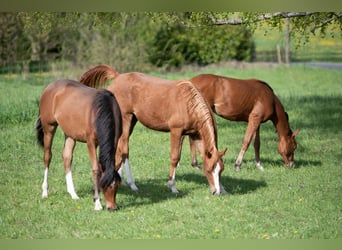 Vollblutaraber, Stute, 1 Jahr, 153 cm, Fuchs