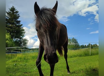 Vollblutaraber, Stute, 1 Jahr, 154 cm, Rappe