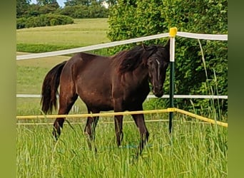 Vollblutaraber, Stute, 1 Jahr, 155 cm, Rappe