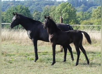 Vollblutaraber, Stute, 1 Jahr, 155 cm, Rappe