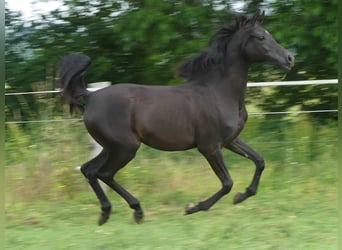 Vollblutaraber, Stute, 1 Jahr, 155 cm, Rappe