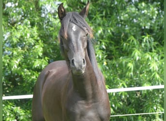 Vollblutaraber, Stute, 1 Jahr, 155 cm, Rappe