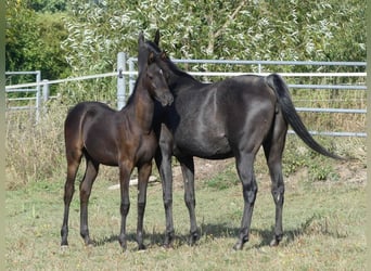 Vollblutaraber, Stute, 1 Jahr, 155 cm, Rappe