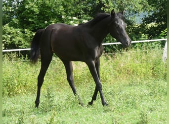 Vollblutaraber, Stute, 1 Jahr, 155 cm, Rappe