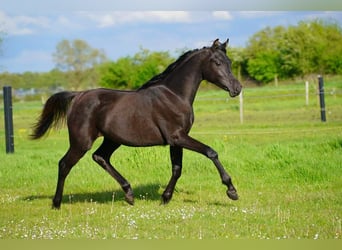 Vollblutaraber, Stute, 1 Jahr, 155 cm, Rappe