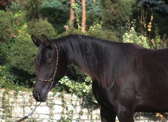 Vollblutaraber, Stute, 1 Jahr, 157 cm, Rappe